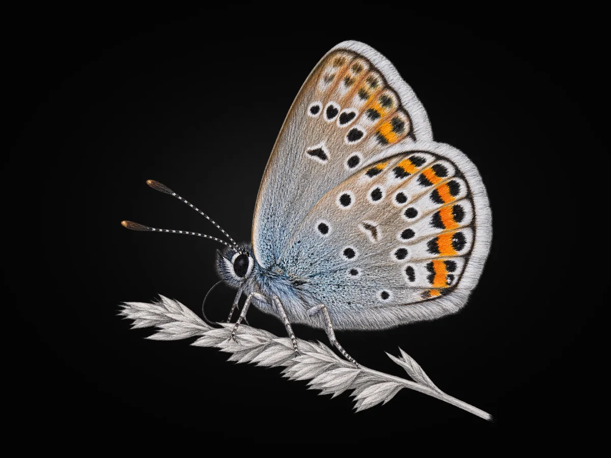 Gümüş Lekeli Esmergöz - Kanat altı · Ventral