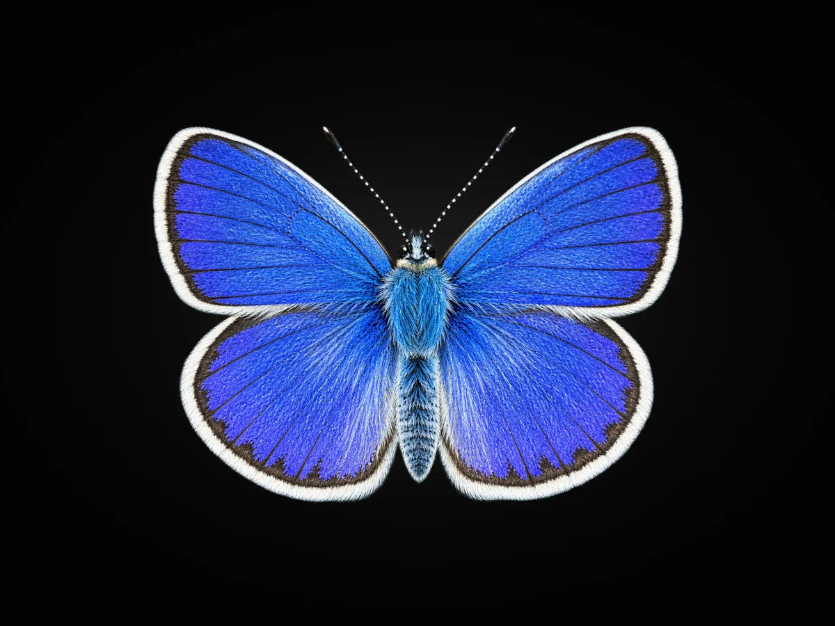 Avrupalı Esmergöz - Kanat üstü · Dorsal