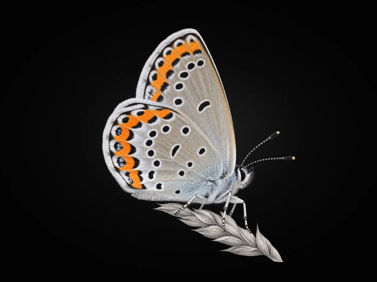 Avrupalı Esmergöz - Kanat altı · Ventral