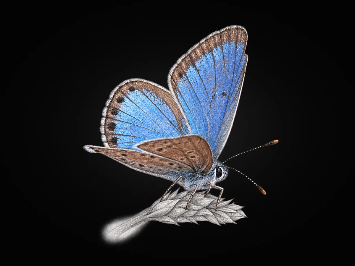 Doğulu Esmergöz - Kanat üstü · Dorsal
