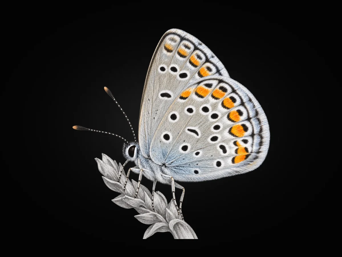 Doğulu Esmergöz - Kanat altı · Ventral